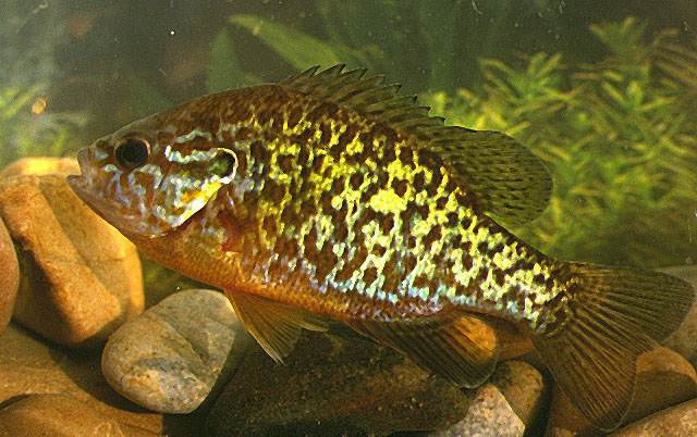 Lepomis gibbosus